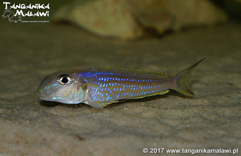 Xenotilapia ochrogenys 'Kigoma'